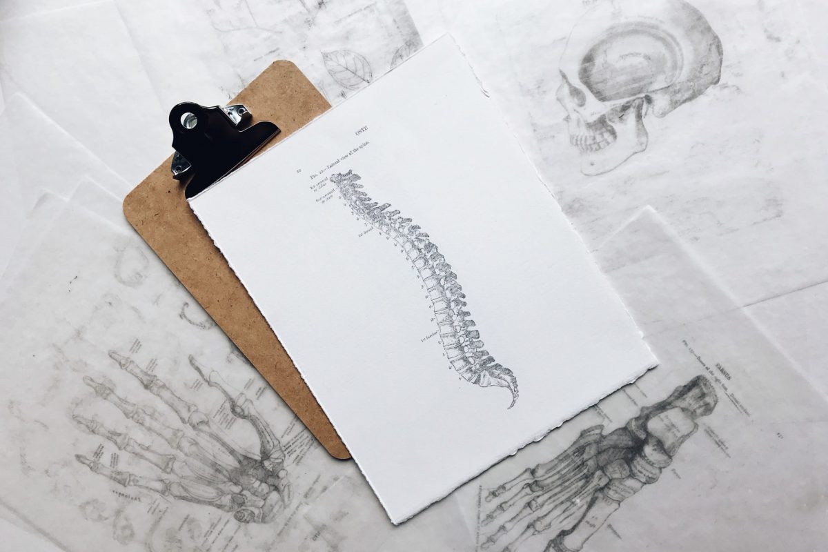 Illustration of a vertebrae