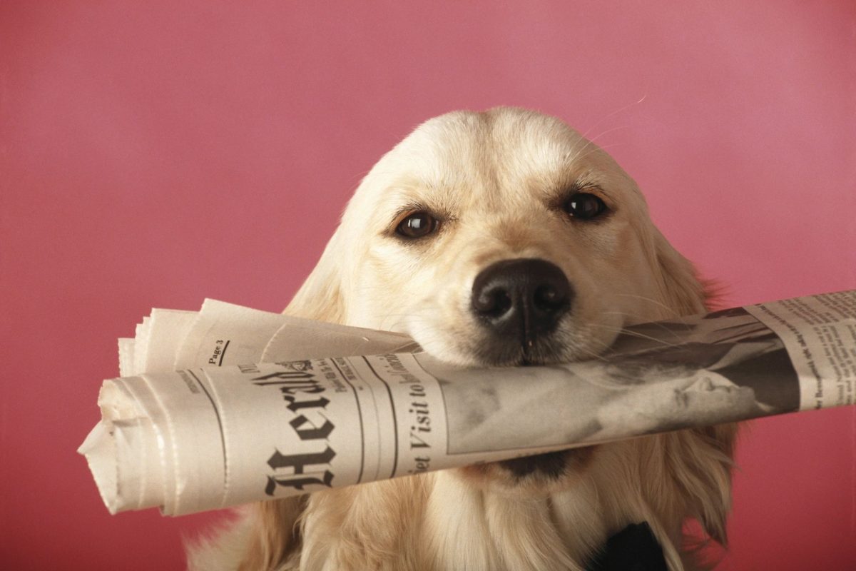 Dog holding newspaper in mouth.